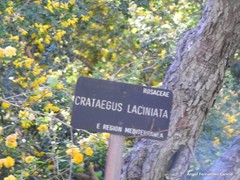 Crataegus laciniata