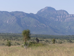 Tragelaphus imberbis