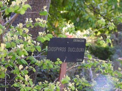 Diospyros duclouxii