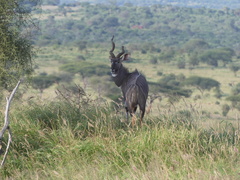 Tragelaphus imberbis