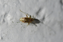 Chinamiris aurantiacus