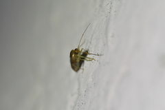 Chinamiris aurantiacus