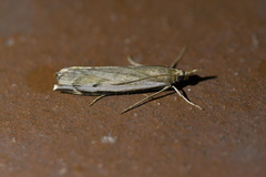 Orocrambus flexuosellus