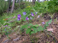 Lathyrus humilis