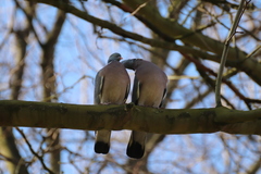 Columba palumbus