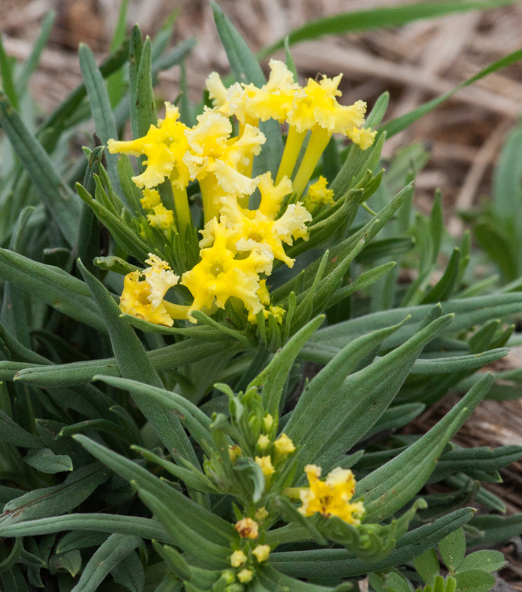Lithospermum incisum