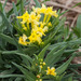 Narrowleaf Puccoon - Photo (c) Brent Franklin, some rights reserved (CC BY-NC), uploaded by Brent Franklin