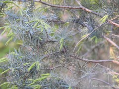 Juniperus oxycedrus badia