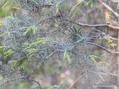 Juniperus oxycedrus badia