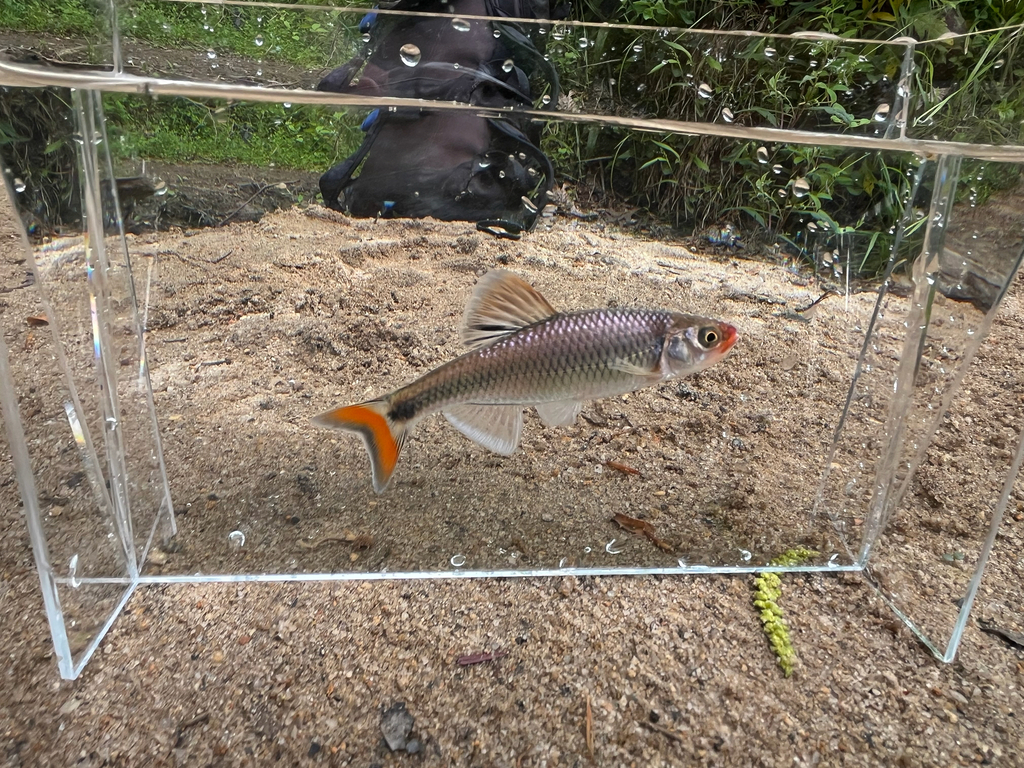 Fieryblack shiner (Cyprinella pyrrhomelas) — Cyprinidae