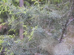 Juniperus oxycedrus oxycedrus