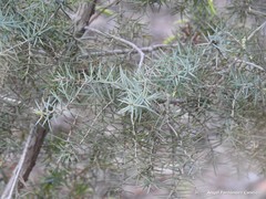 Juniperus oxycedrus oxycedrus