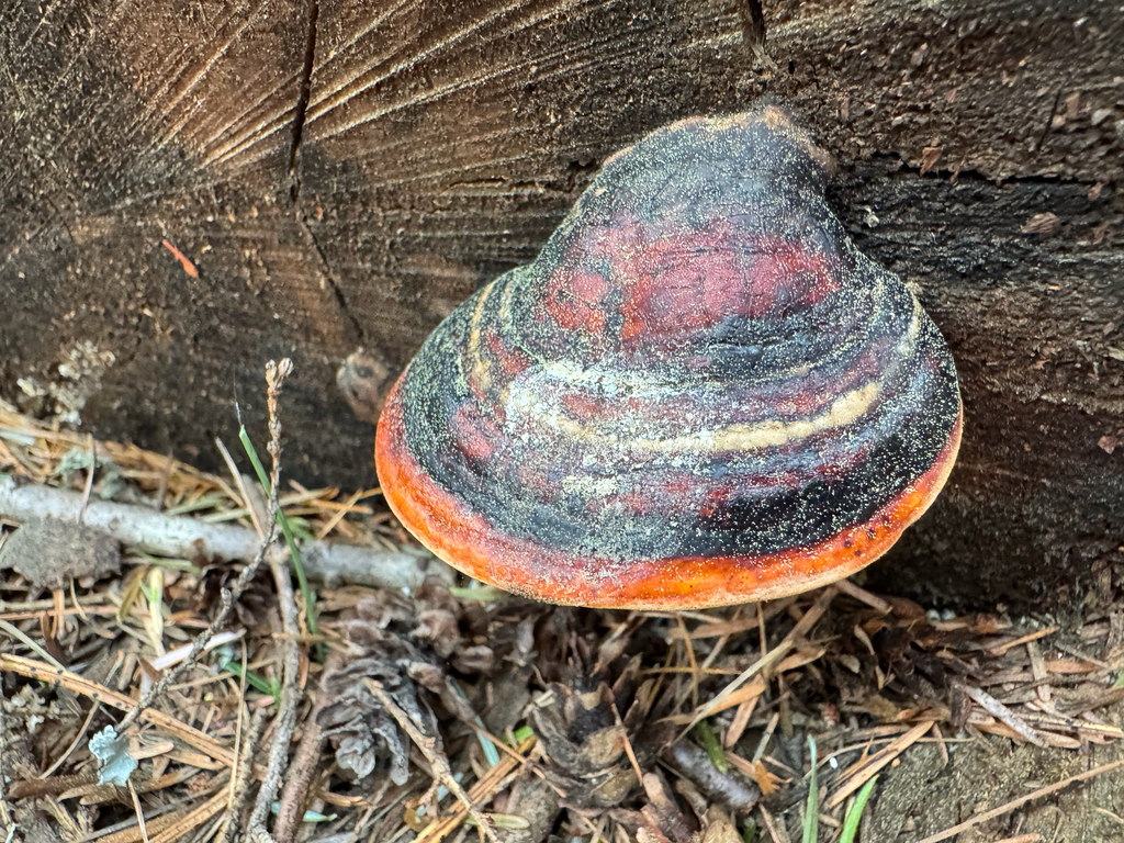 Fomitopsis mounceae · April 2026 · photo: © calebcatto (iNaturalist, cc-by)