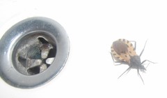 Triatoma dimidiata