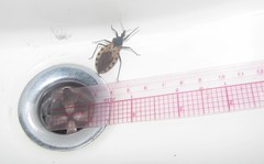 Triatoma dimidiata