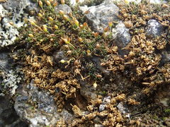 Ptychomitrium incurvum