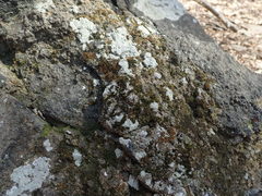 Ptychomitrium incurvum