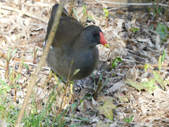 Gallinula chloropus