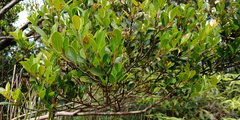 Syzygium elliptifolium