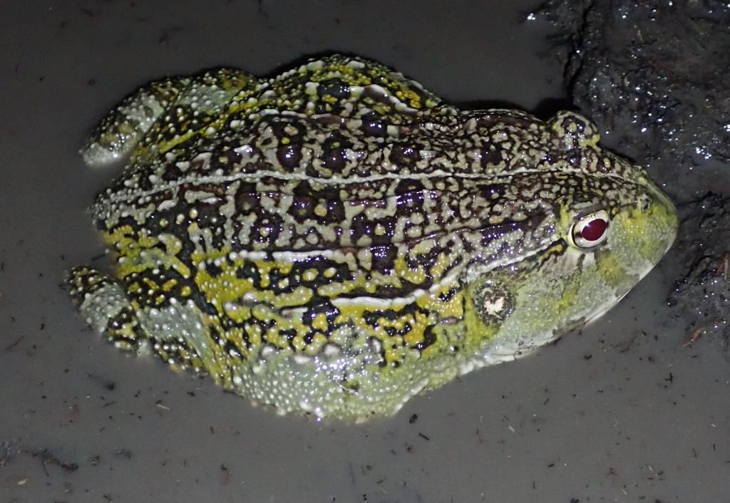 Pyxicephalus beytelli