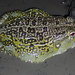 Beytell's Bullfrog - Photo (c) Robert Taylor, some rights reserved (CC BY), uploaded by Robert Taylor
