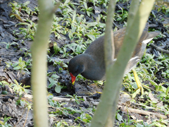 Gallinula chloropus
