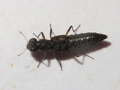 Stenus bimaculatus