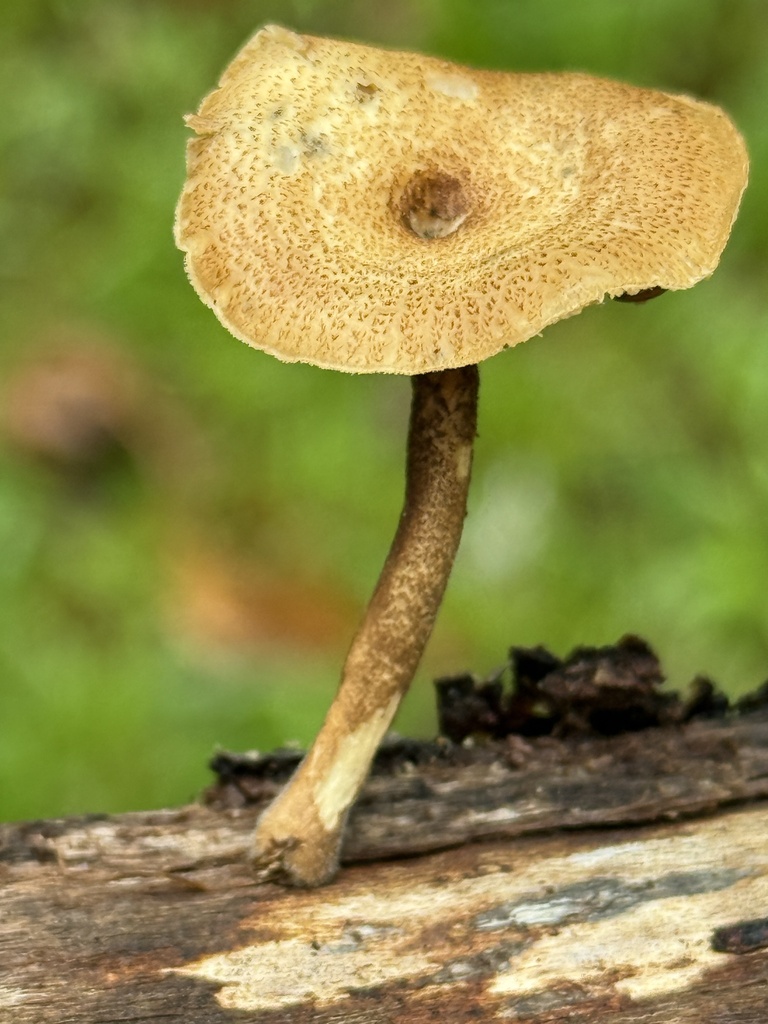 Lentinus arcularius · April 2026 · photo: © hillcraddock (iNaturalist, cc-by)
