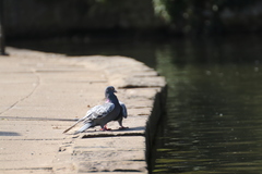 Columba livia