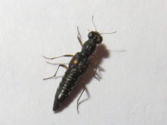 Stenus bimaculatus
