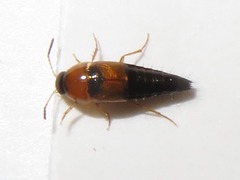 Tachyporus solutus