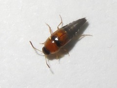 Tachyporus solutus