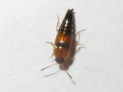 Tachyporus solutus