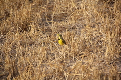 Tmetothylacus tenellus