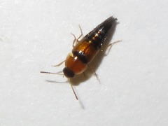 Tachyporus solutus