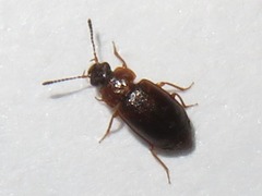 Anthobium atrocephalum