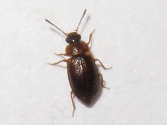 Anthobium atrocephalum