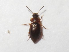 Anthobium atrocephalum