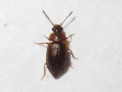 Anthobium atrocephalum
