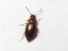 Anthobium atrocephalum