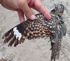 Caprimulgus rufigena