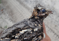 Caprimulgus rufigena