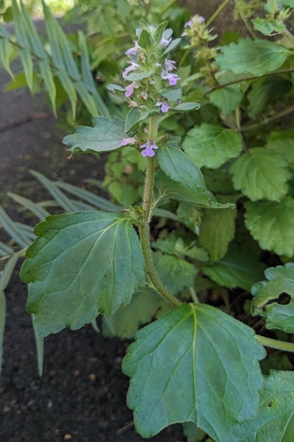 Ajuga dictyocarpa (Ajuga dictyocarpa)