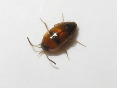 Tachyporus solutus