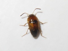 Tachyporus solutus