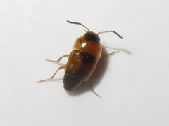 Tachyporus solutus