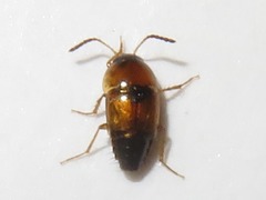 Tachyporus solutus