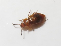 Anthobium unicolor