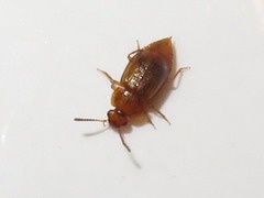 Anthobium unicolor
