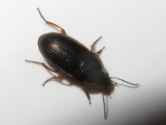 Amara familiaris
